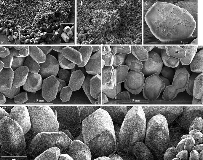 Otoliti: piccoli cristalli